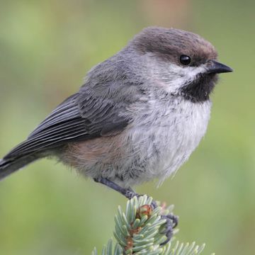 Parus hudsonicus