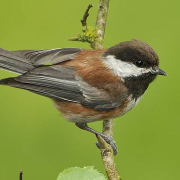 Parus rufescens