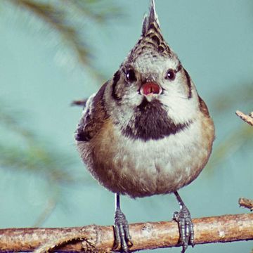 Lophophanes cristatus