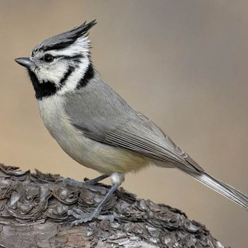 Bridled Titmouse