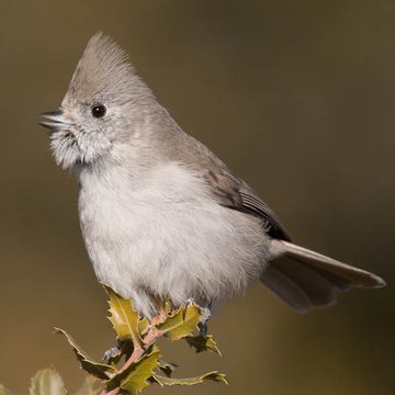 Baeolophus inornatus