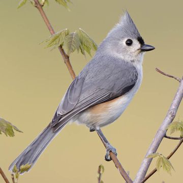 Tufted Titmouse