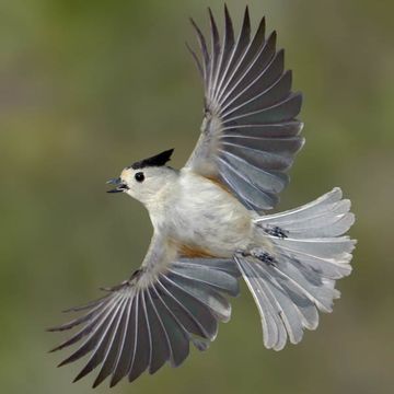 Black-crested Titmouse