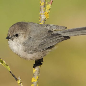 Bushtit