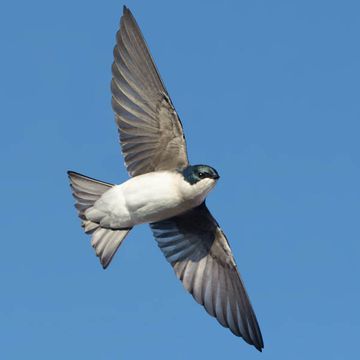 Tree Swallow