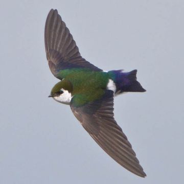 Violet-green Swallow