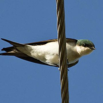 Bahama Swallow