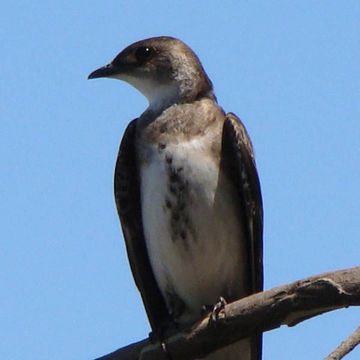 Brown-chested Martin