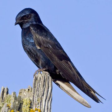 Purple Martin