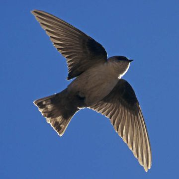 Hirundo rupestris