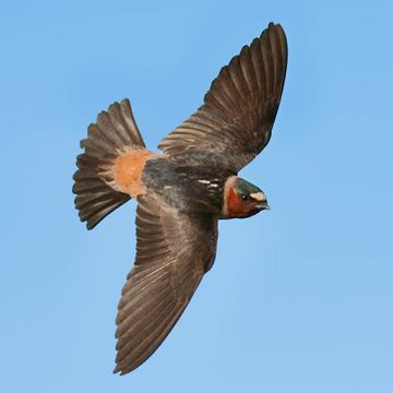 Cliff Swallow