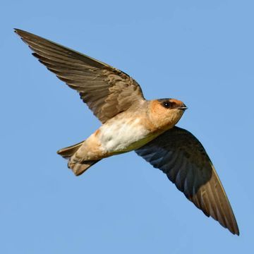 Cave Swallow