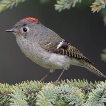 Ruby-crowned Kinglet