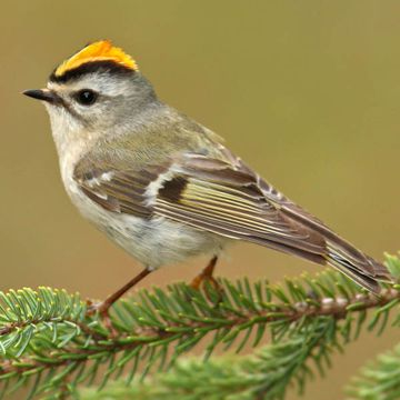 Golden-crowned Kinglet