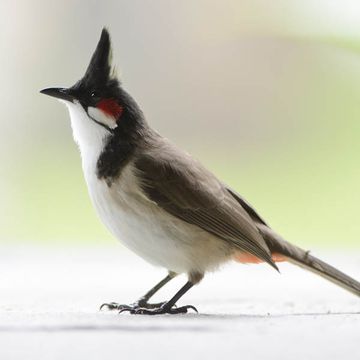 Red-whiskered Bulbul