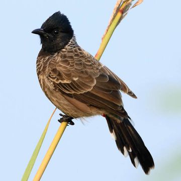 Red-vented Bulbul