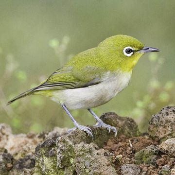 Japanese White-eye