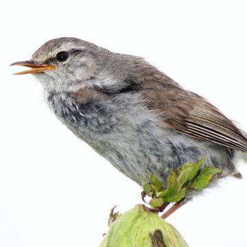 Japanese Bush-warbler