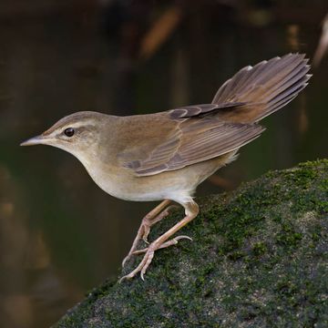 Middendorff's Grasshopper-warbler