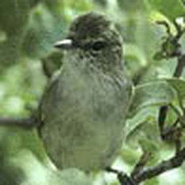 Millerbird