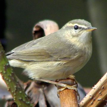 Phylloscopus fuscatus