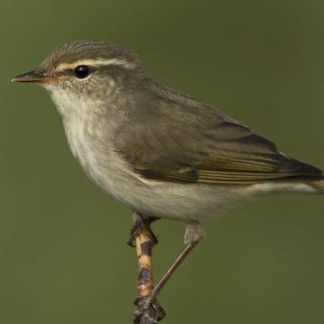 Phylloscopus borealis