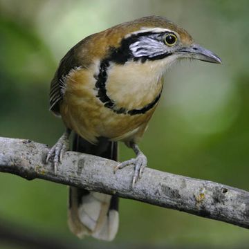 Garrulax pectoralis