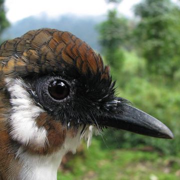 Garrulax caerulatus