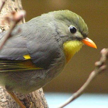 Red-billed Leiothrix