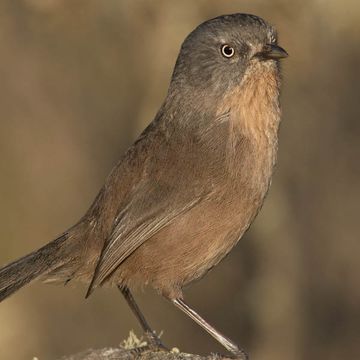 Wrentit