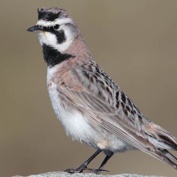 Horned Lark