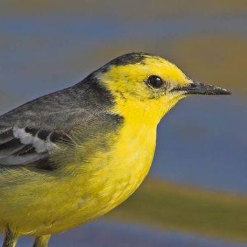 Citrine Wagtail