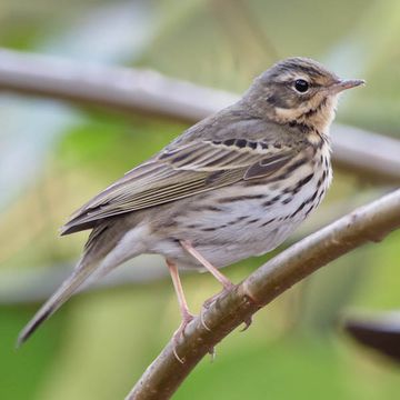 Olive-backed Pipit