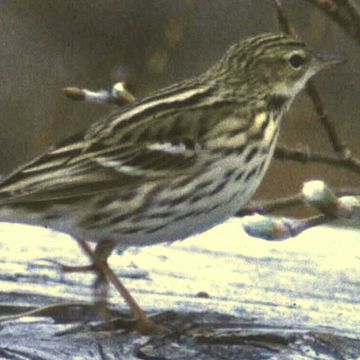 Pechora Pipit