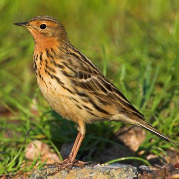 Red-throated Pipit