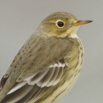 Anthus rubescens