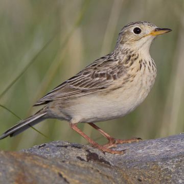 Sprague's Pipit