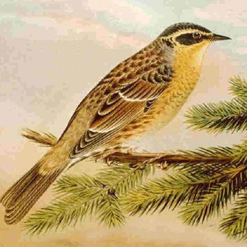 Siberian Accentor