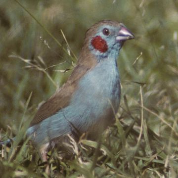 Red-cheeked Cordonbleu