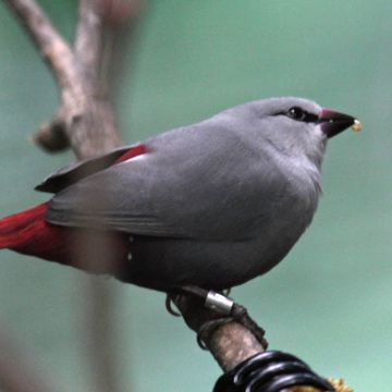 Estrilda caerulescens