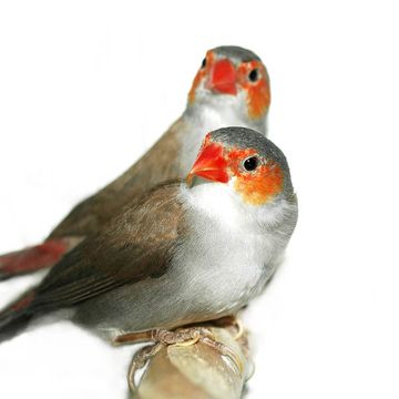 Orange-cheeked Waxbill