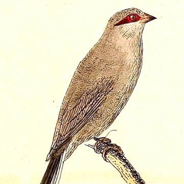 Black-rumped Waxbill