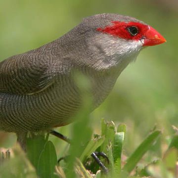 Common Waxbill