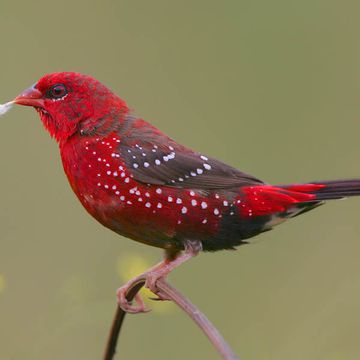 Red Avadavat