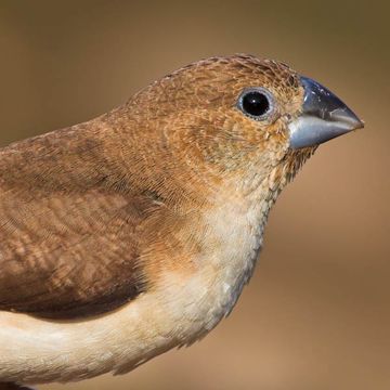 African Silverbill