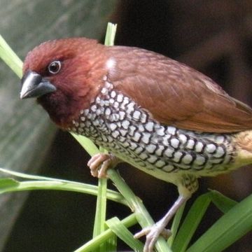 Scaly-breasted Munia