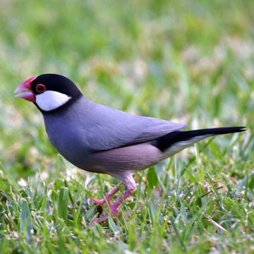 Java Sparrow