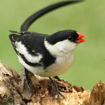 Pin-tailed Whydah