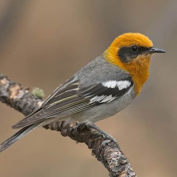 Olive Warbler