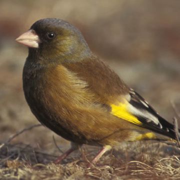 Grey-capped Greenfinch